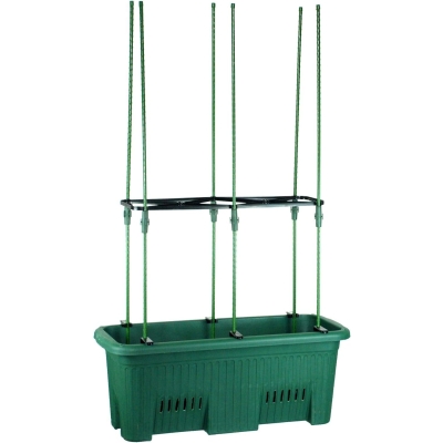 Dark Green Climbing Plants Grow Kit 